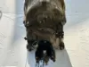 Picture of (Used) 2008 Oshkosh, TRANSFER CASE ASSEMBLY