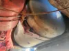 Picture of (Used) 2019 Freightliner Cascadia 126, FUEL TANK