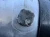 Picture of (Used) 2014 Freightliner Cascadia 125, FUEL TANK