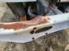 Picture of (Used) 1993 International 4900, BUMPER