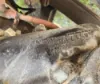 Picture of (Used) 2016 Freightliner M2 106, STEERING BOX