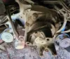 Picture of (Used) 2006 Sterling L9500, COMPLETE FRONT DIFFERENTIAL GEARS ONLY