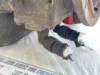 Picture of (Used) Allison (AT), TRANSMISSION ASSEMBLY-  
