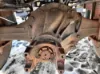 Picture of (Used) 2018 Freightliner M2 106, DIFFERENTIAL GEARS ONLY