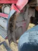 Picture of (Used) 2015 Kenworth T880, FENDER EXTENSION