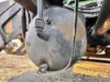Picture of (Used) 2004 Sterling A9500, AIR TANK