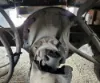 Picture of (Used) 2010 International 4400, COMPLETE REAR DIFFERENTIAL