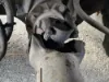 Picture of (Used) 2010 International 4400, COMPLETE REAR DIFFERENTIAL