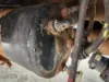 Picture of (Used) 2012 Freightliner 114SD, AIR TANK (1)