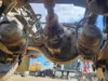 Picture of (Used) 2020 Western Star 4900 FA, REAR DIFFERENTIAL GEARS ONLY