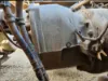 Picture of (Used) 2020 Western Star 4900 FA, FRONT DIFFERENTIAL GEARS ONLY