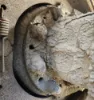 Picture of (Used) 2019 Peterbilt 567, REAR DIFFERENTIAL HUBS