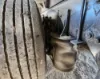 Picture of (Used) 2007 Freightliner Columbia 112, TAG AXLE