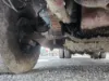 Picture of (Used) 2008 Mack MRU613, COMPLETE FRONT AXLE