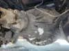 Picture of (Used) 2018 Freightliner M2 106, DIFFERENTIAL GEARS ONLY