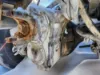 Picture of (Used) 2021 International HV613, FRONT DIFFERENTIAL GEARS ONLY
