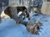 Picture of (Used) 2006 Peterbilt 357, TAG AXLE