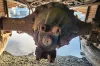 Picture of (Used) 2005 Sterling L7500, COMPLETE REAR DIFFERENTIAL