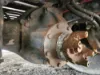 Picture of (Used) 2020 International MV607, COMPLETE REAR DIFFERENTIAL