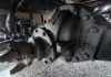 Picture of (Used) 2025 International MV607, DIFFERENTIAL GEARS ONLY