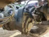 Picture of (Used) 2024 Western Star 47X, FRONT DIFFERENTIAL GEARS ONLY