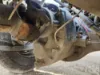 Picture of (Used) 2024 Western Star 47X, FRONT DIFFERENTIAL GEARS ONLY