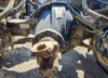 Picture of (Used) 2020 International MV607, COMPLETE REAR DIFFERENTIAL