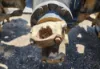 Picture of (Used) 2020 International MV607, COMPLETE REAR DIFFERENTIAL