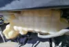 Picture of (Used) 2023 Kenworth T680, RADIATOR OVERFLOW BOTTLE/COOLANT RESERVOIR