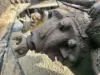 Picture of (Used) 2004 Peterbilt 385, REAR DIFFERENTIAL GEARS ONLY