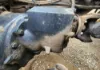 Picture of (Used) 2006 Freightliner Columbia 120, FRONT DIFFERENTIAL GEARS ONLY