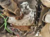 Picture of (Used) 2018 Eaton/Fuller (AT), TRANSMISSION ASSEMBLY