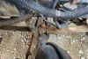 Picture of (Used) 2006 Freightliner Columbia 120, FRONT LEAF SPRINGS