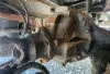 Picture of (Used) 2005 Freightliner M2 106, DIFFERENTIAL GEARS ONLY