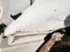 Picture of (Used) 2006 Freightliner Columbia 120, HOOD ASSEMBLY