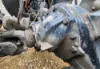 Picture of (Used) 2018 Freightliner Columbia 120 Glider, REAR DIFFERENTIAL GEARS ONLY