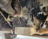 Picture of (Used) 2017 Allison (AT), TRANSMISSION ASSEMBLY