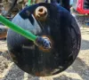 Picture of (Used) 2019 Freightliner M2 106, AIR TANK (2)