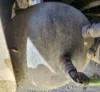 Picture of (Used) 2023 Freightliner Cascadia 126, AIR TANK (1)