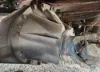 Picture of (Used) 2014 Peterbilt 337, DIFFERENTIAL GEARS ONLY