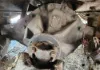 Picture of (Used) 2014 Peterbilt 337, COMPLETE REAR DIFFERENTIAL