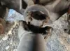 Picture of (Used) 2014 Peterbilt 337, COMPLETE REAR DIFFERENTIAL