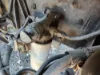 Picture of (Used) 2016 Kenworth K370, WATER SEPARATOR