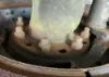Picture of (Used) 2006 Volvo VNL, FRONT DIFFERENTIAL HUBS
