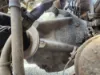 Picture of (Used) 2012 Peterbilt 367, FRONT DIFFERENTIAL GEARS ONLY