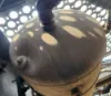 Picture of (Used) 2021 Kenworth T880, AIR TANK (3)