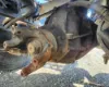 Picture of (Used) 2020 International RH613, DIFFERENTIAL GEARS ONLY