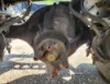 Picture of (Used) 2020 International RH613, COMPLETE REAR DIFFERENTIAL