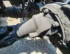 Picture of (Used) 2016 International PROSTAR, REAR DIFFERENTIAL GEARS ONLY