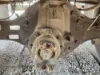 Picture of (Used) 2008 Hino 268, COMPLETE REAR DIFFERENTIAL